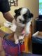 Mal-Shi Puppies for sale in Omaha, NE, USA. price: $1,000