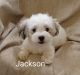 Mal-Shi Puppies for sale in Adkins, TX 78101, USA. price: NA