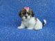 Mal-Shi Puppies for sale in Hacienda Heights, CA, USA. price: $399