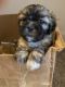 Mal-Shi Puppies for sale in Wake Forest, NC 27587, USA. price: $1,500