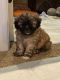 Mal-Shi Puppies for sale in Wake Forest, NC 27587, USA. price: NA