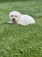 Mal-Shi Puppies for sale in Coarsegold, CA 93614, USA. price: NA