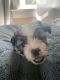 Mal-Shi Puppies for sale in Frankfort, KY 40601, USA. price: NA