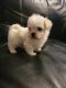 Mal-Shi Puppies for sale in St Paul, MN, USA. price: NA