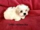 Mal-Shi Puppies for sale in Newberry, FL 32669, USA. price: NA