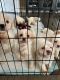 Mal-Shi Puppies for sale in San Marcos, CA, USA. price: $600