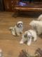 Mal-Shi Puppies for sale in Crestview, FL 32539, USA. price: $1,000
