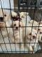 Mal-Shi Puppies for sale in San Marcos, CA, USA. price: $600