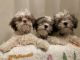 Mal-Shi Puppies for sale in Tampa, FL, USA. price: $1,200