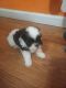 Mal-Shi Puppies for sale in Springfield, MO 65803, USA. price: $550