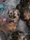Mal-Shi Puppies for sale in Lyons, NY 14489, USA. price: NA
