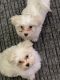 Mal-Shi Puppies for sale in Everson, WA 98247, USA. price: NA