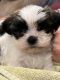 Mal-Shi Puppies for sale in Hattiesburg, MS, USA. price: $800