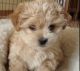 Mal-Shi Puppies for sale in Maryland City, MD, USA. price: NA