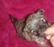 Mal-Shi Puppies for sale in Locust, NC 28097, USA. price: $950