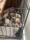 Mal-Shi Puppies for sale in Chandler, AZ 85225, USA. price: NA