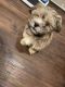 Mal-Shi Puppies for sale in Chicago, IL, USA. price: $800
