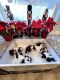 Mal-Shi Puppies for sale in Lake Elsinore, CA, USA. price: NA