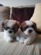 Mal-Shi Puppies for sale in Sacramento, CA, USA. price: $600