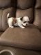 Mal-Shi Puppies for sale in Eastpointe, MI 48021, USA. price: $800