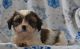 Mal-Shi Puppies for sale in Syosset, NY 11791, USA. price: $1,100