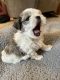 Mal-Shi Puppies for sale in Rochester, MN, USA. price: $1,200