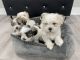 Mal-Shi Puppies for sale in Chicago, IL, USA. price: $1,200