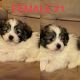 Mal-Shi Puppies for sale in Hinckley, MN 55037, USA. price: $500