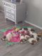 Mal-Shi Puppies for sale in Burleson, TX, USA. price: $850