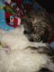 Mal-Shi Puppies for sale in Des Moines, IA, USA. price: NA