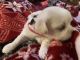 Mal-Shi Puppies for sale in Long Prairie, MN 56347, USA. price: NA