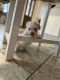 Mal-Shi Puppies for sale in Irving, TX, USA. price: NA