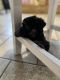 Mal-Shi Puppies for sale in Irving, TX, USA. price: $700