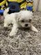 Mal-Shi Puppies for sale in Macon, GA, USA. price: $600