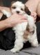 Mal-Shi Puppies for sale in Chesterfield, VA, USA. price: NA