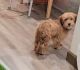 Mal-Shi Puppies for sale in Garden Grove, CA 92843, USA. price: NA
