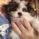 Mal-Shi Puppies for sale in Streamwood, IL, USA. price: $2,000