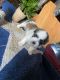 Mal-Shi Puppies for sale in Frisco, TX, USA. price: $1,800