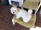 Mal-Shi Puppies for sale in Lutz, FL, USA. price: $500