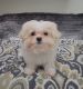 Mal-Shi Puppies for sale in Chandler, AZ, USA. price: NA