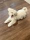 Mal-Shi Puppies for sale in Chino, CA, USA. price: NA
