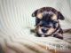 Mal-Shi Puppies for sale in Stanwood, WA 98282, USA. price: NA