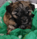 Mal-Shi Puppies for sale in Phoenix, AZ, USA. price: NA