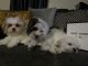 Mal-Shi Puppies for sale in King of Prussia, PA, USA. price: $800