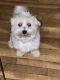 Mal-Shi Puppies for sale in Blaine, MN, USA. price: $600