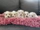 Mal-Shi Puppies for sale in Dallas, TX, USA. price: $2,000