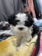 Mal-Shi Puppies for sale in Los Angeles, CA, USA. price: $750