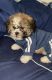 Mal-Shi Puppies for sale in Chicago, IL, USA. price: $300
