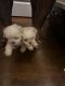 Mal-Shi Puppies for sale in Miami, FL, USA. price: $1,500
