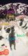 Mal-Shi Puppies for sale in Glendale, AZ 85304, USA. price: NA